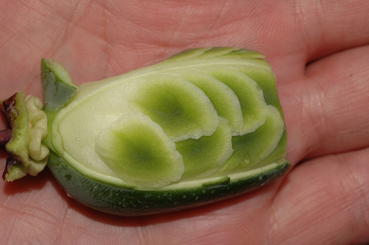 Polemoniaceae Cobaea scandens