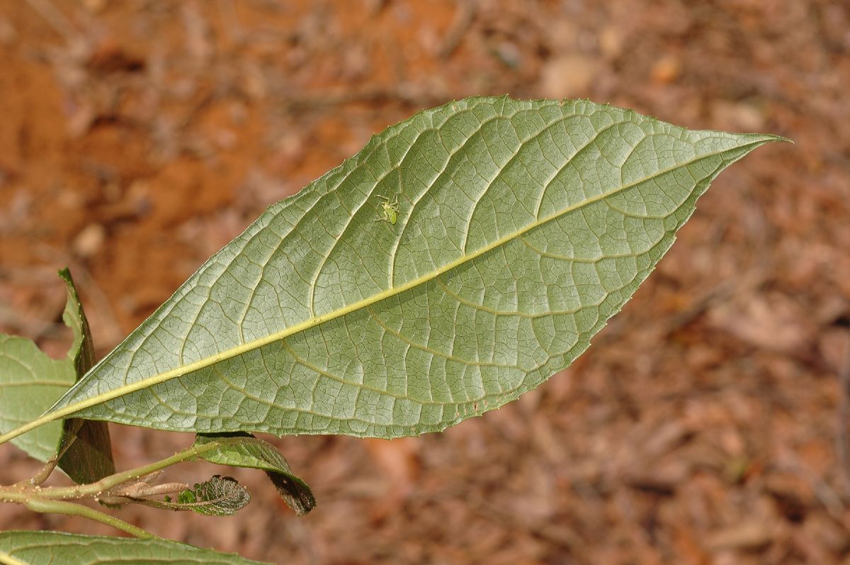 Lamiaceae Aegiphila odontophylla