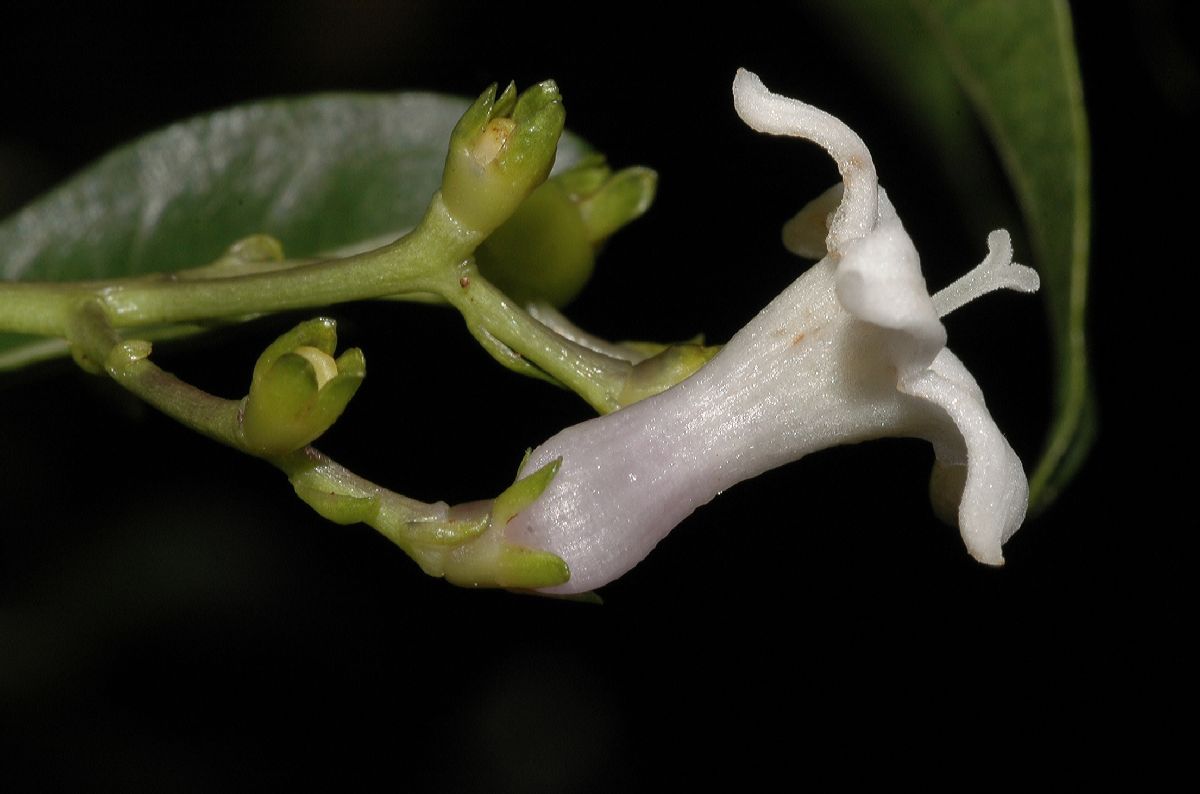 Rubiaceae Psychotria 