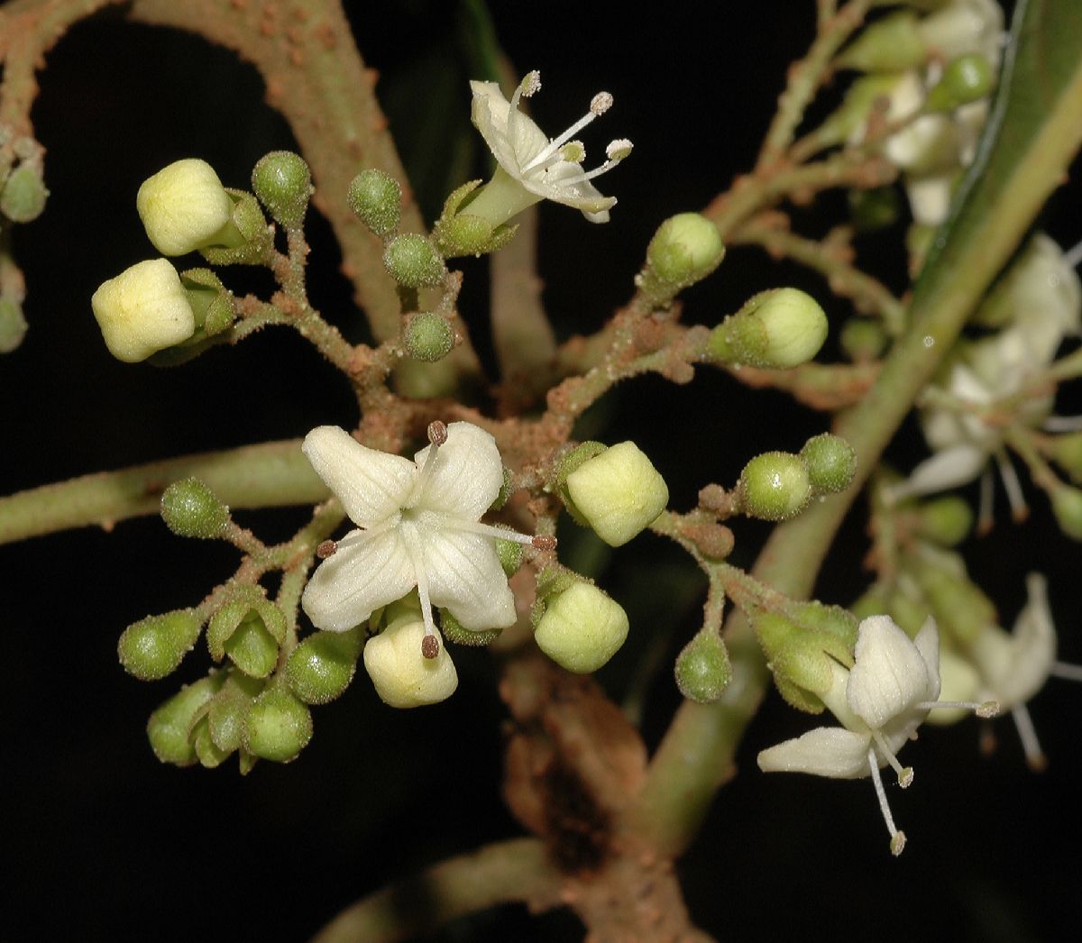 Lamiaceae Aegiphila odontophylla