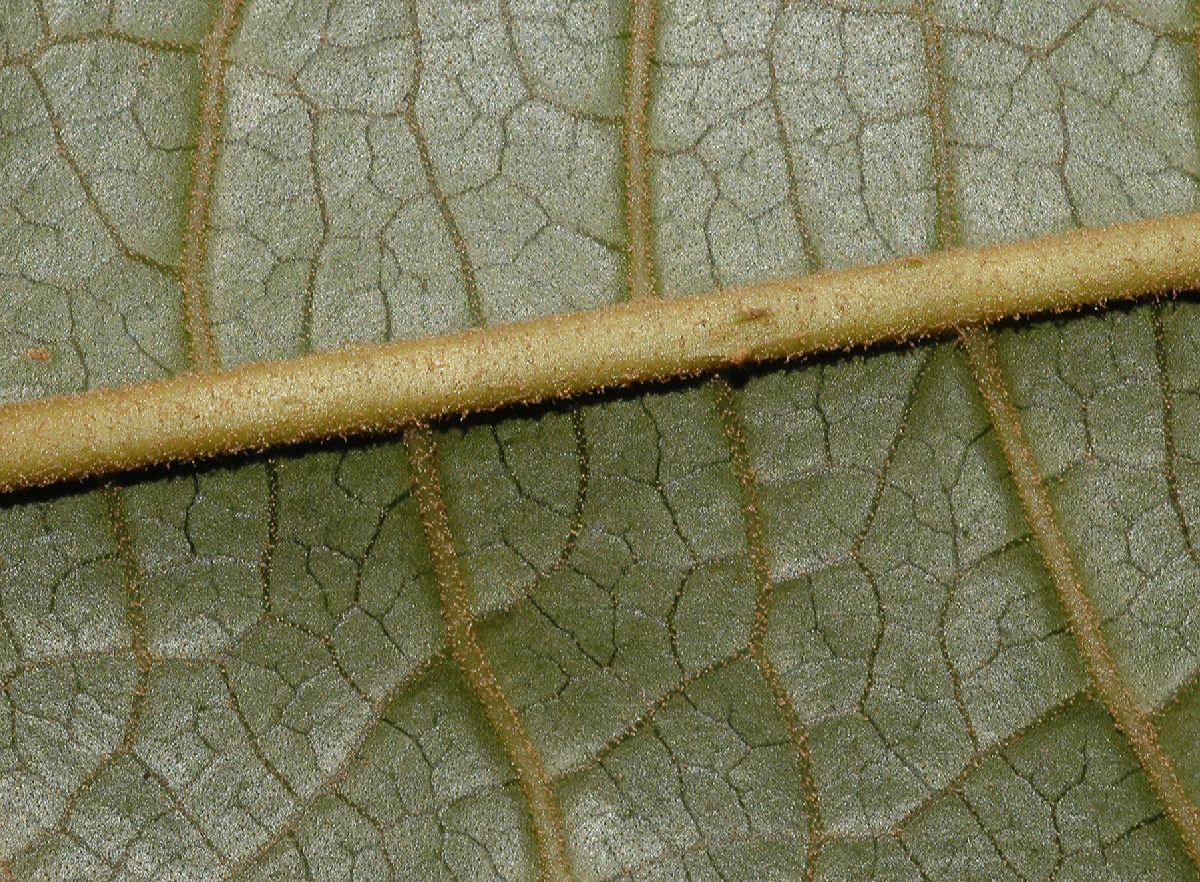 Lamiaceae Aegiphila odontophylla