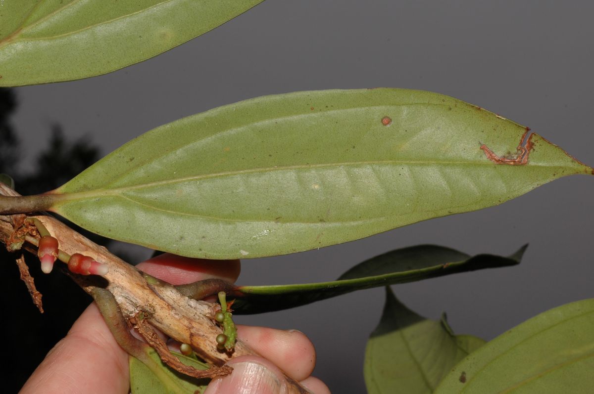 Ericaceae Satyria warscewiczii