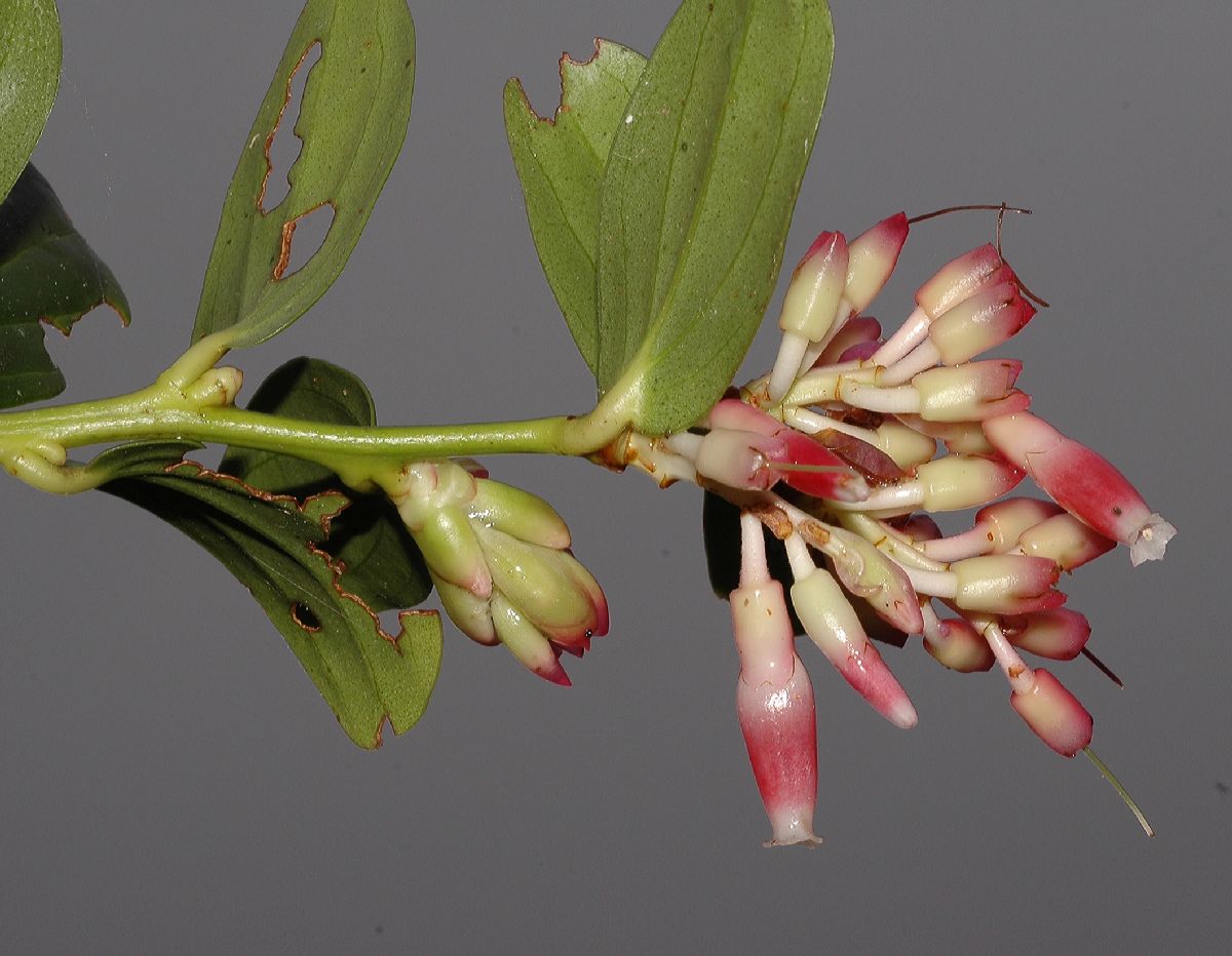 Ericaceae Cavendishia talamancensis