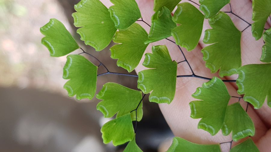 Pteridaceae Adiantum andicola