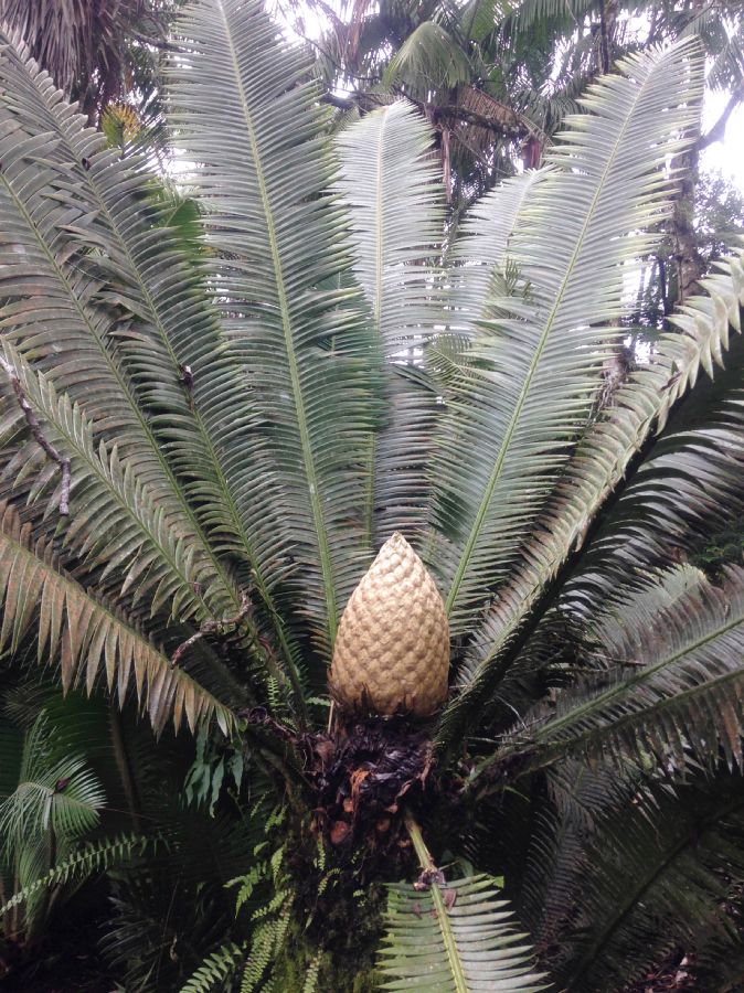 Zamiaceae Dioon mejiae