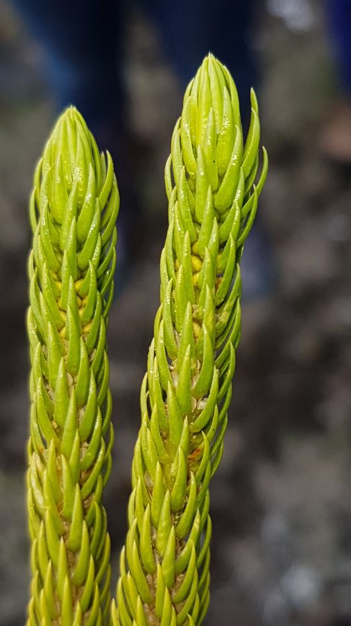 Lycopodiaceae Phlegmariurus talamancanus