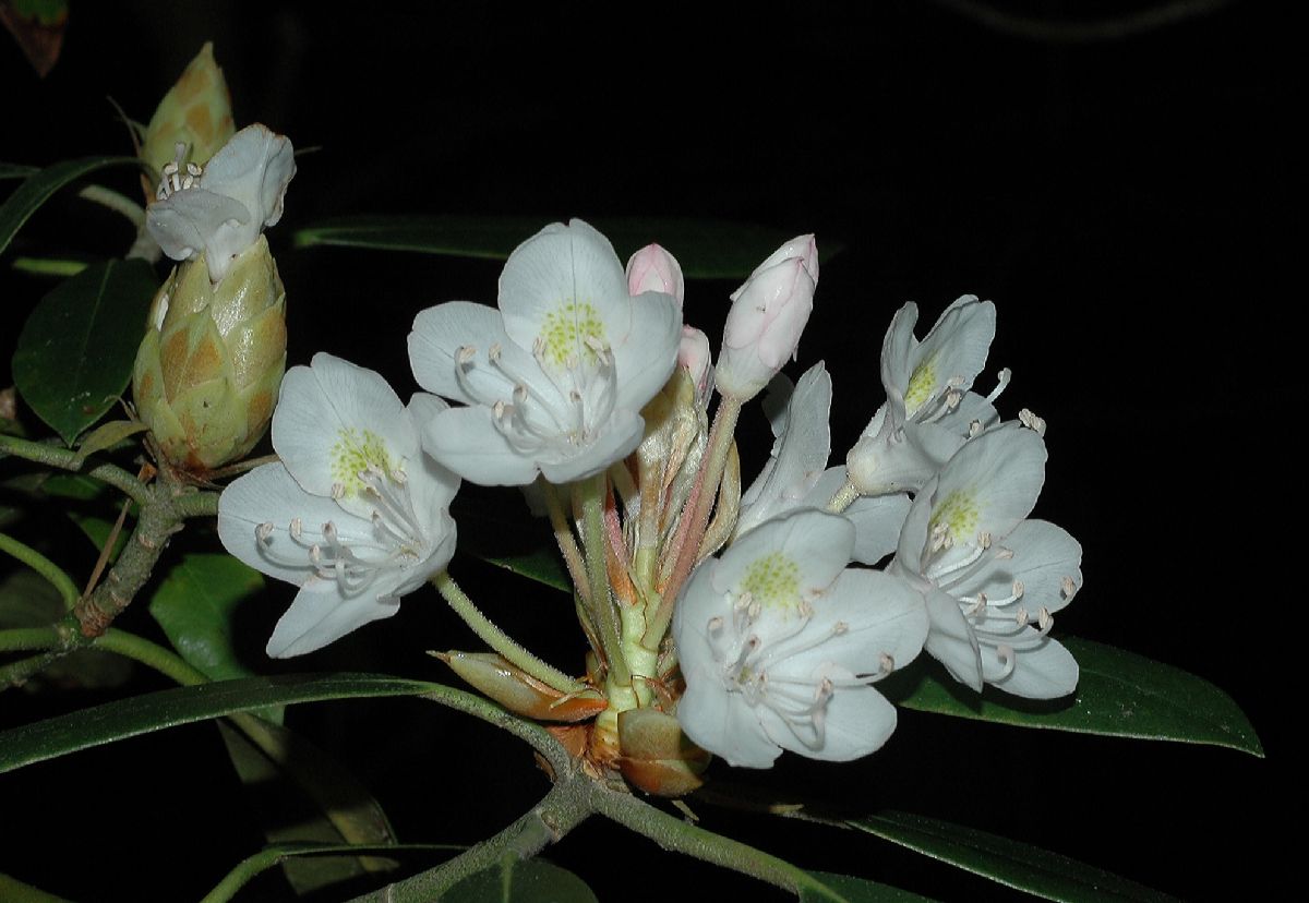 Ericaceae Rhododendron maximum