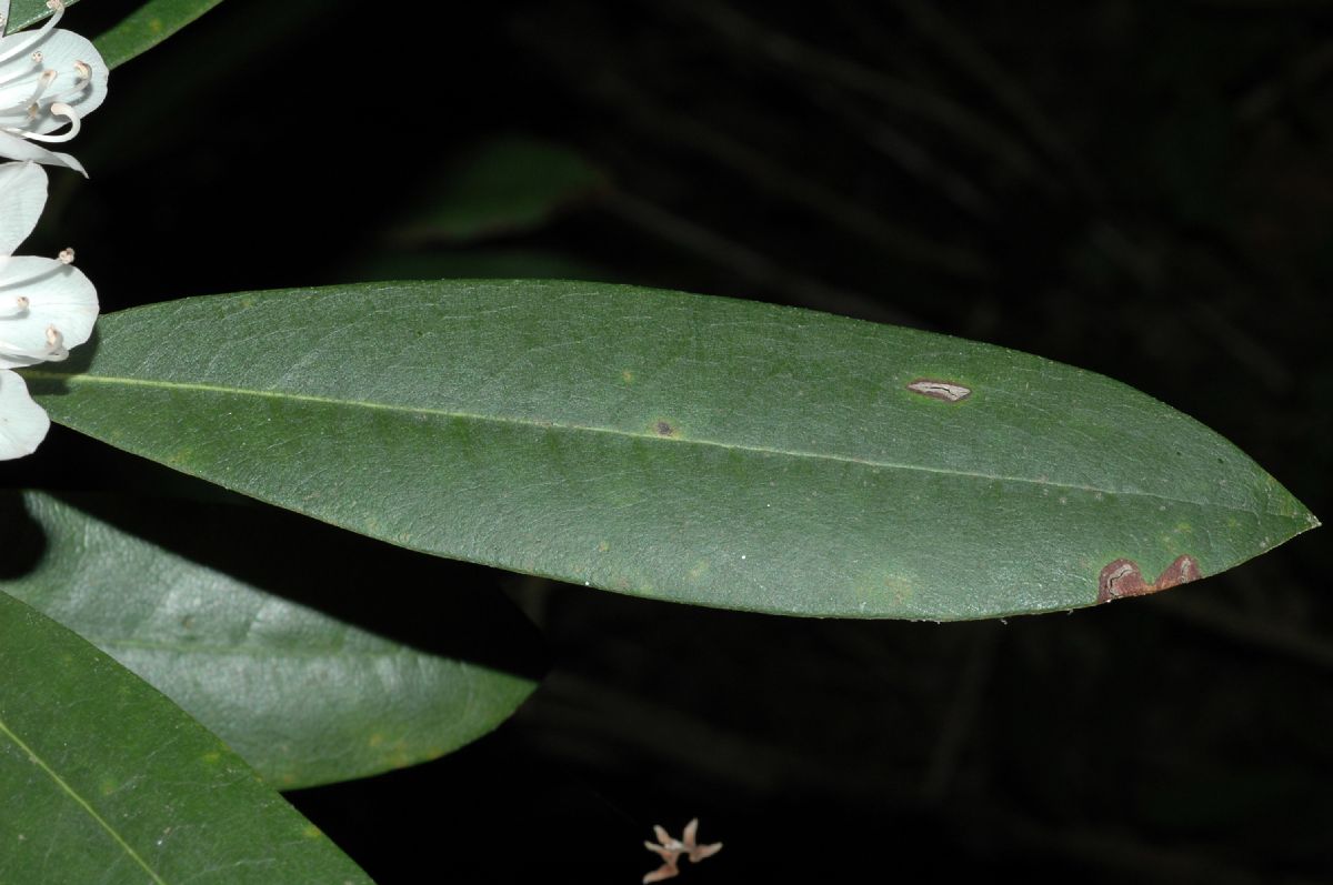 Ericaceae Rhododendron maximum