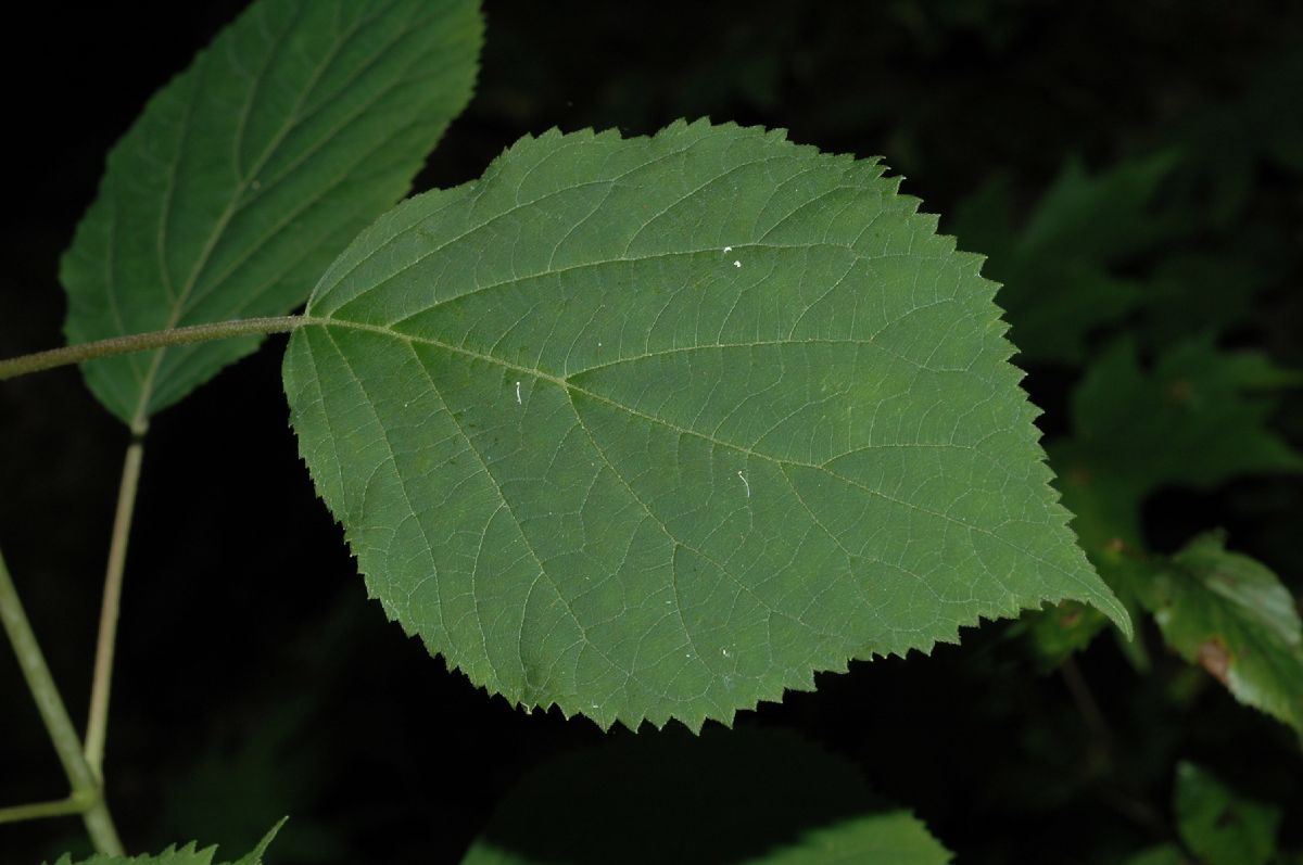 Hydrangeaceae Hydrangea 
