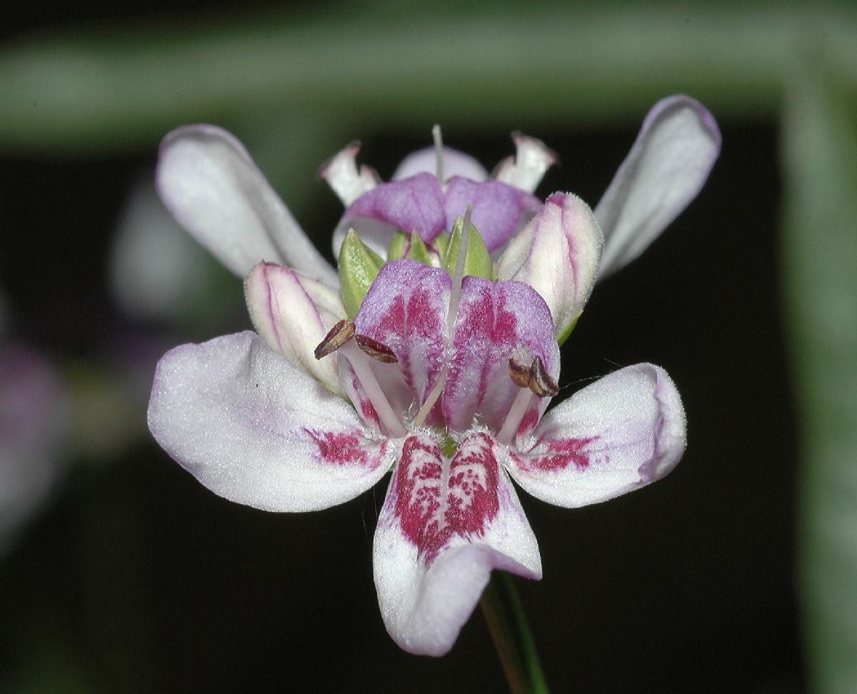 Acanthaceae Justicia americana