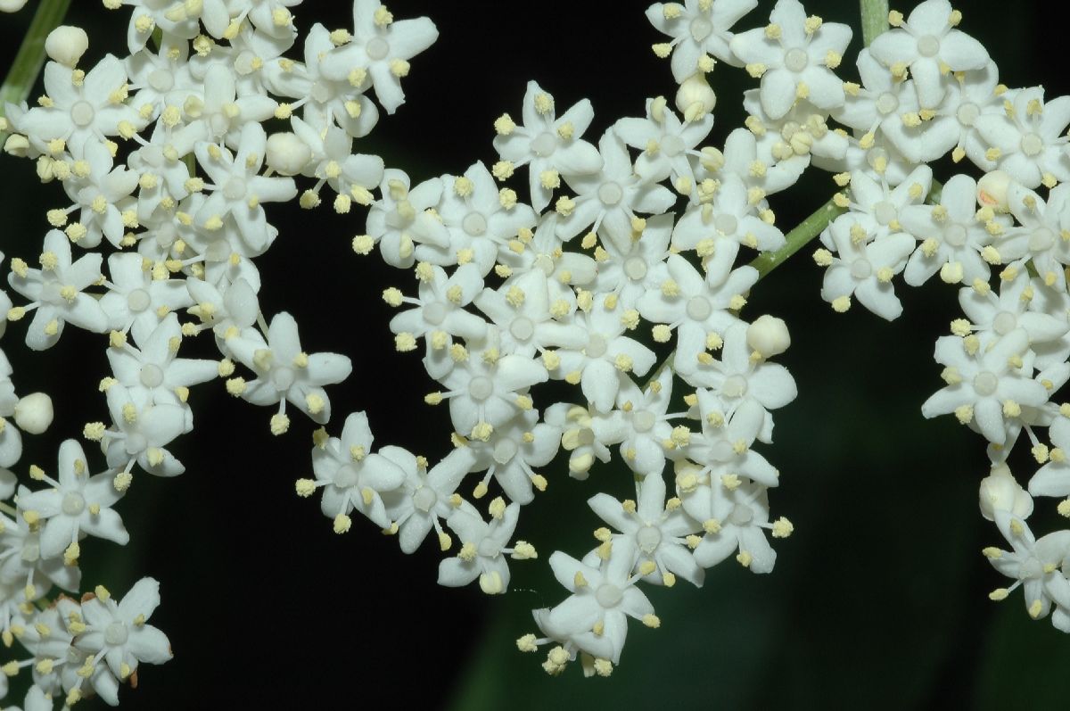 Adoxaceae Sambucus canadensis