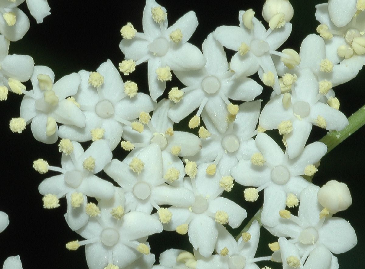 Adoxaceae Sambucus canadensis