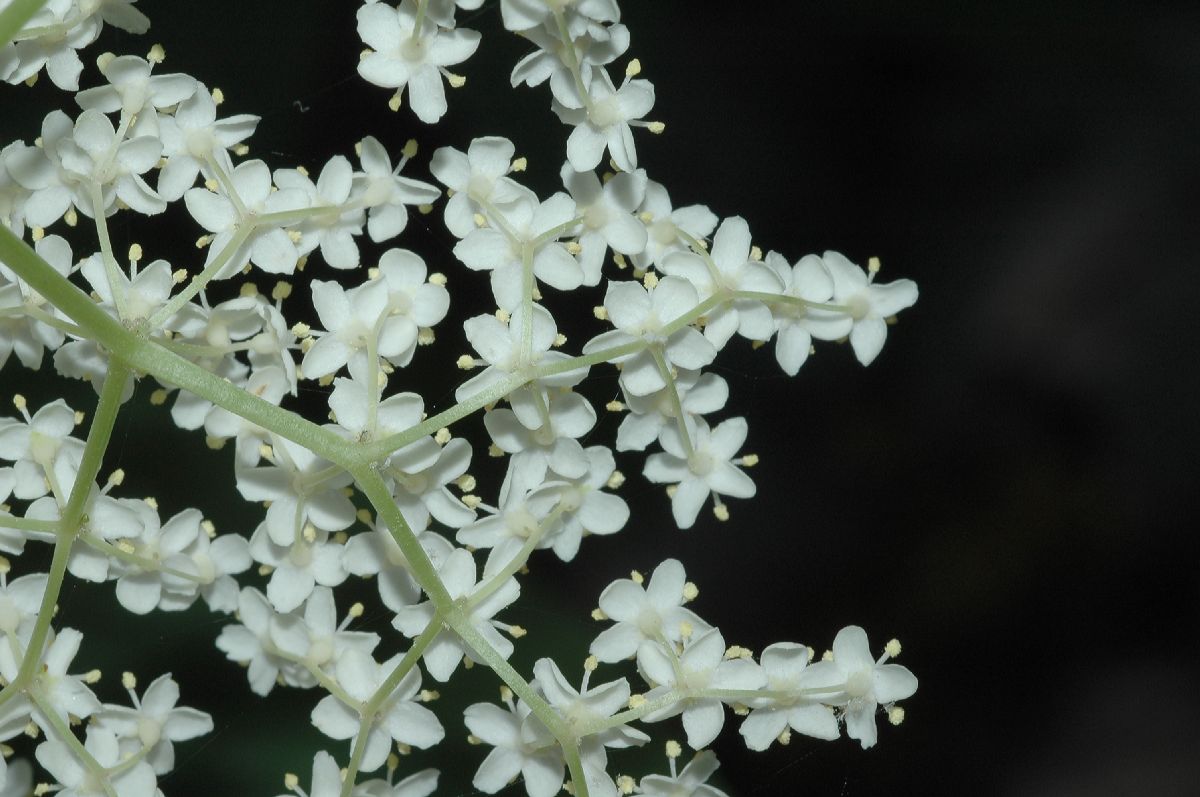 Adoxaceae Sambucus canadensis