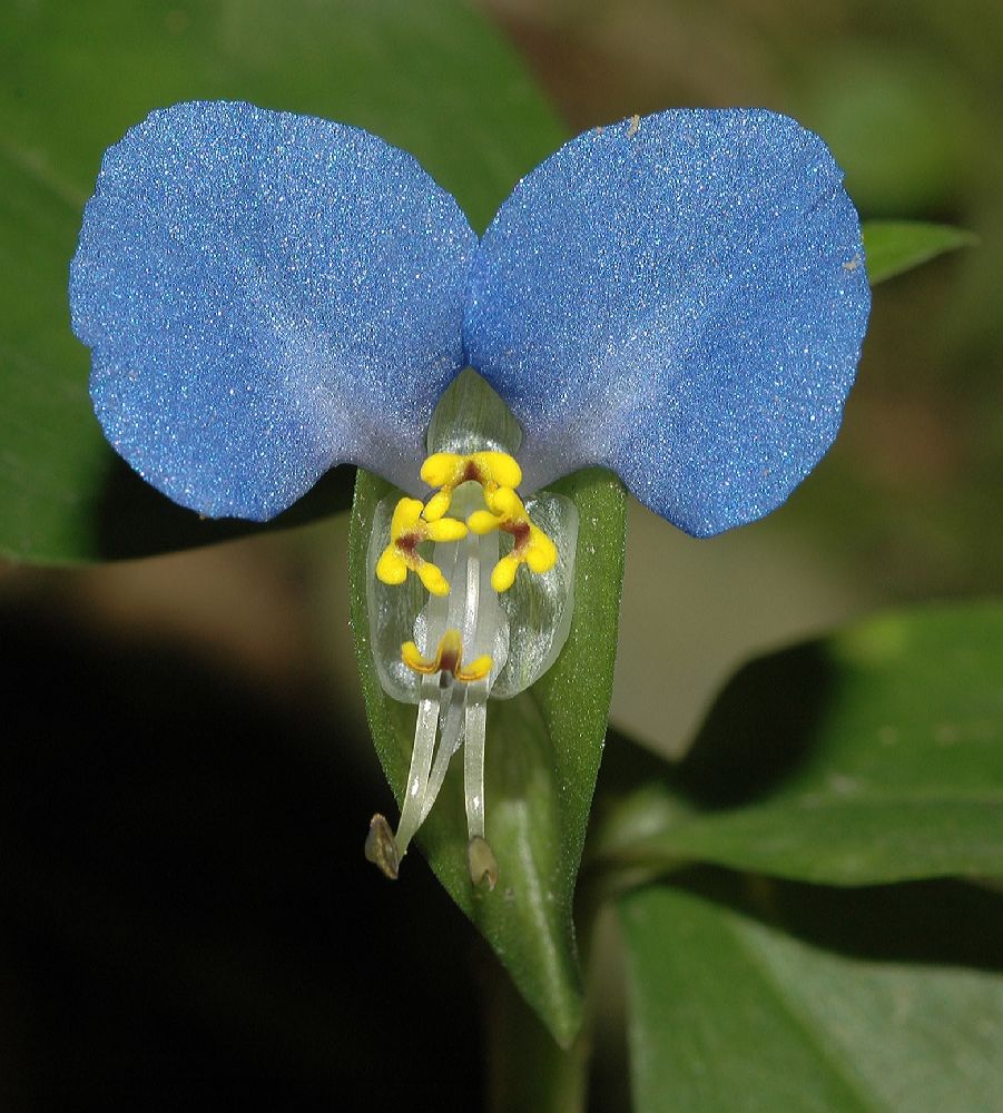 Commelinaceae Commelina erecta