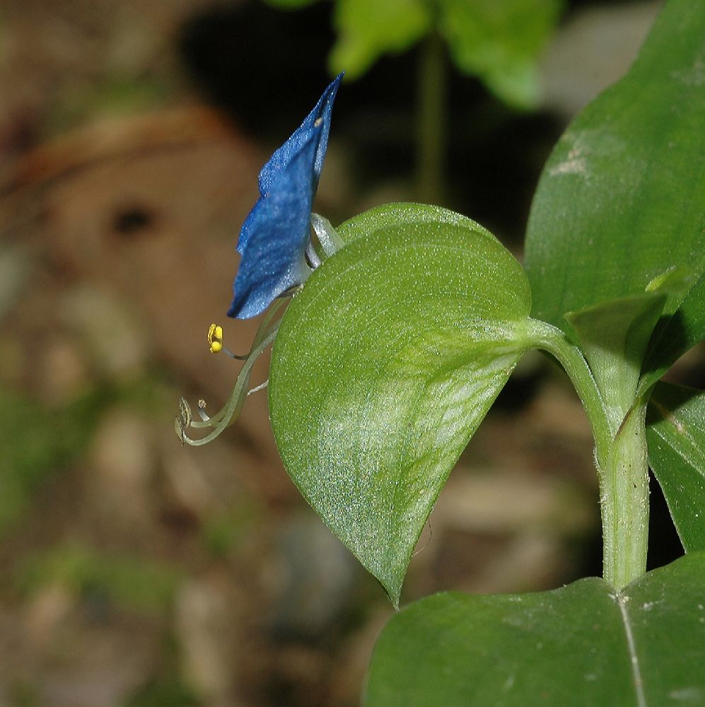 Commelinaceae Commelina erecta