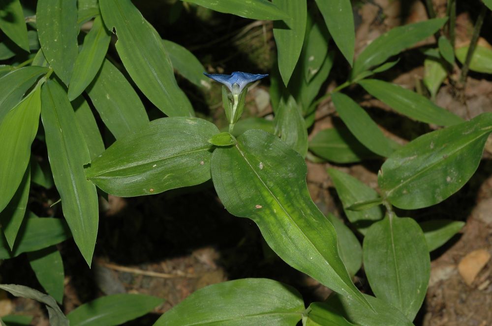 Commelinaceae Commelina erecta