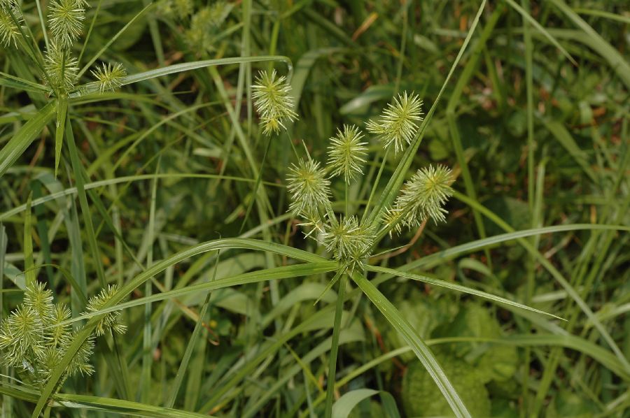 Cyperaceae Carex 