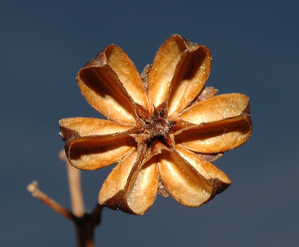 Lythraceae Lagerstroemia indica