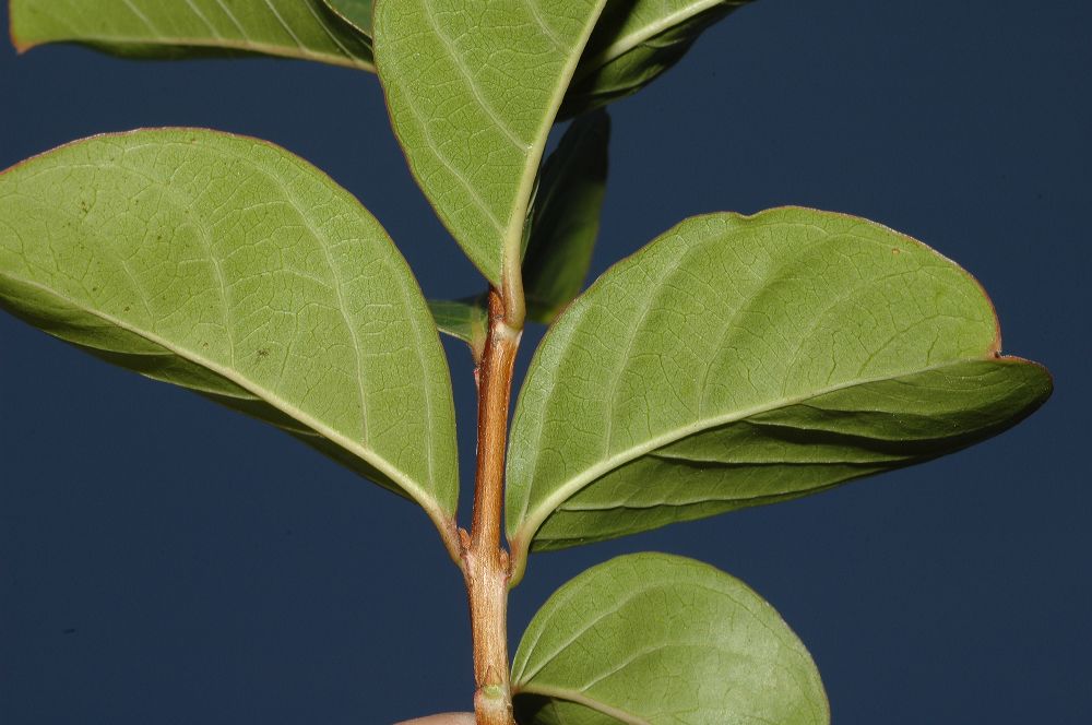 Lythraceae Lagerstroemia indica