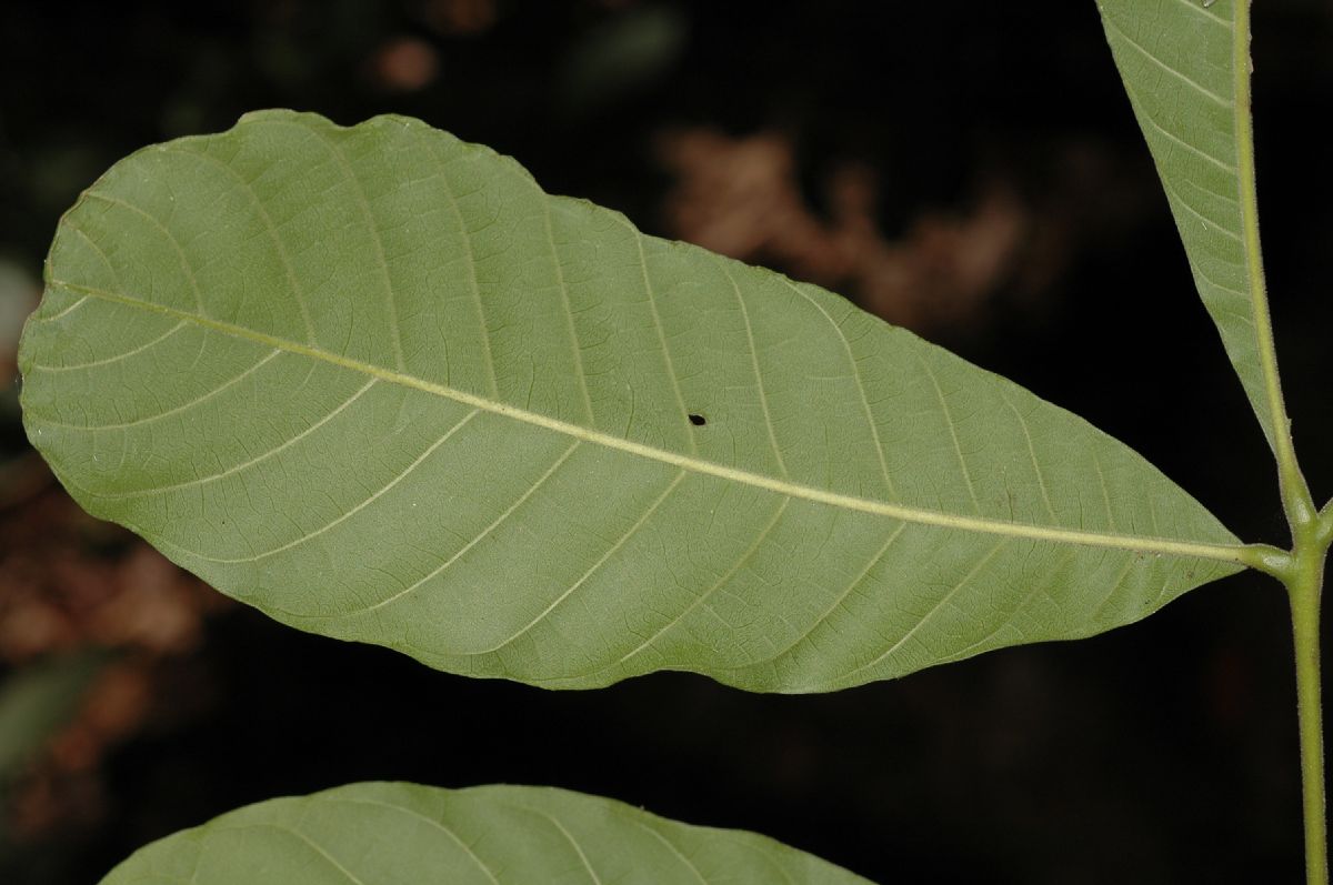 Fabaceae Piscidia cartagenensis