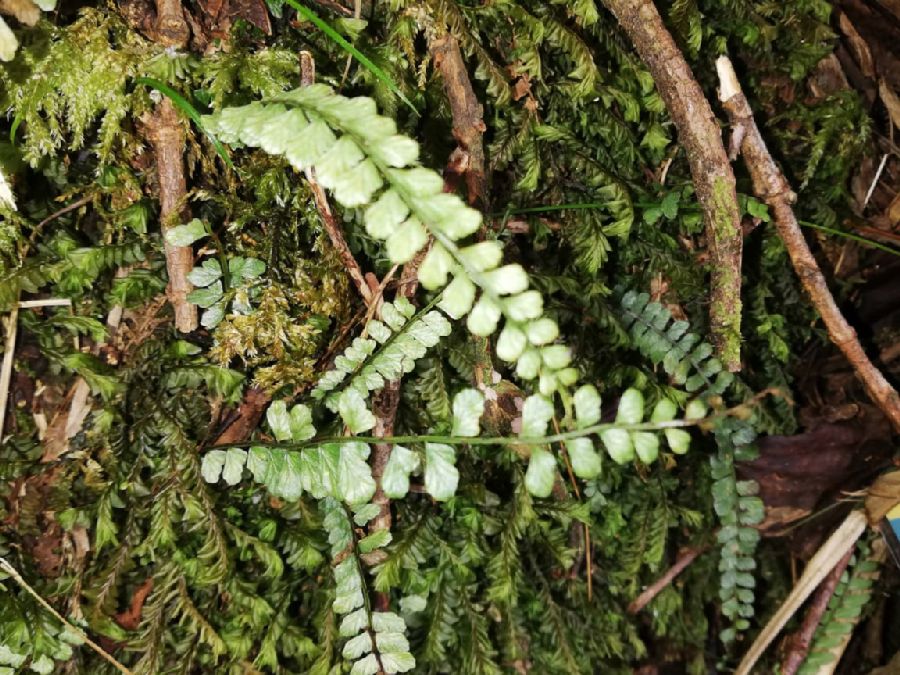 Aspleniaceae Asplenium oellgaardii