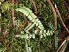 image of Asplenium oellgaardii