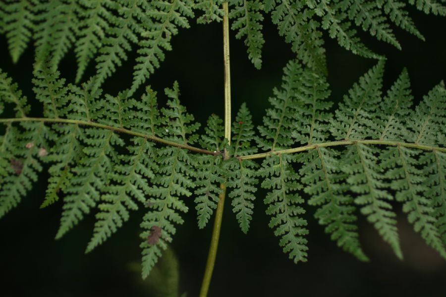 Dennstaedtiaceae Dennstaedtia cicutaria