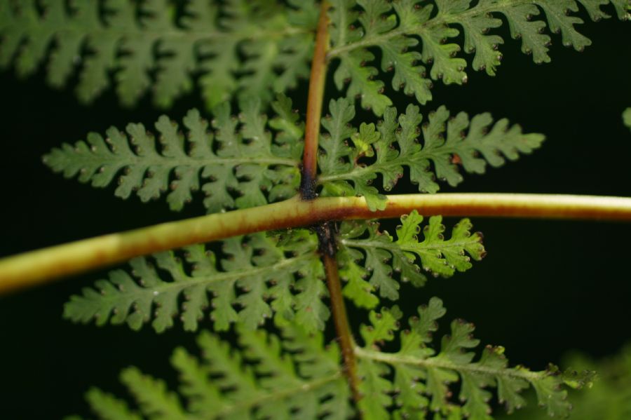 Dennstaedtiaceae Dennstaedtia cicutaria