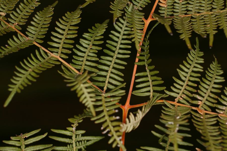 Dennstaedtiaceae Pteridium arachnoideum