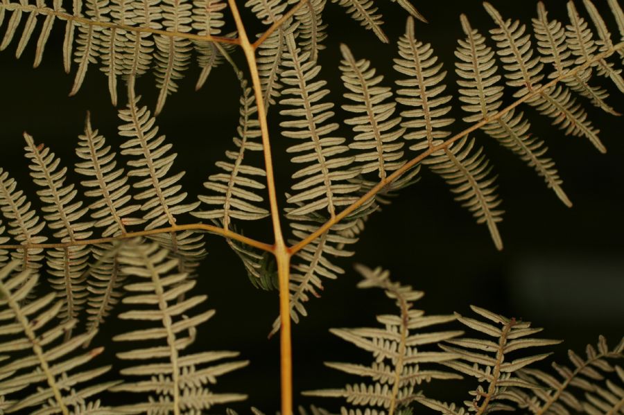 Dennstaedtiaceae Pteridium arachnoideum