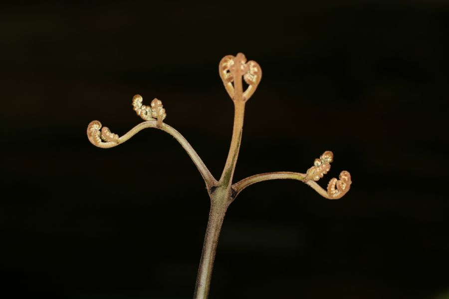 Dennstaedtiaceae Pteridium arachnoideum