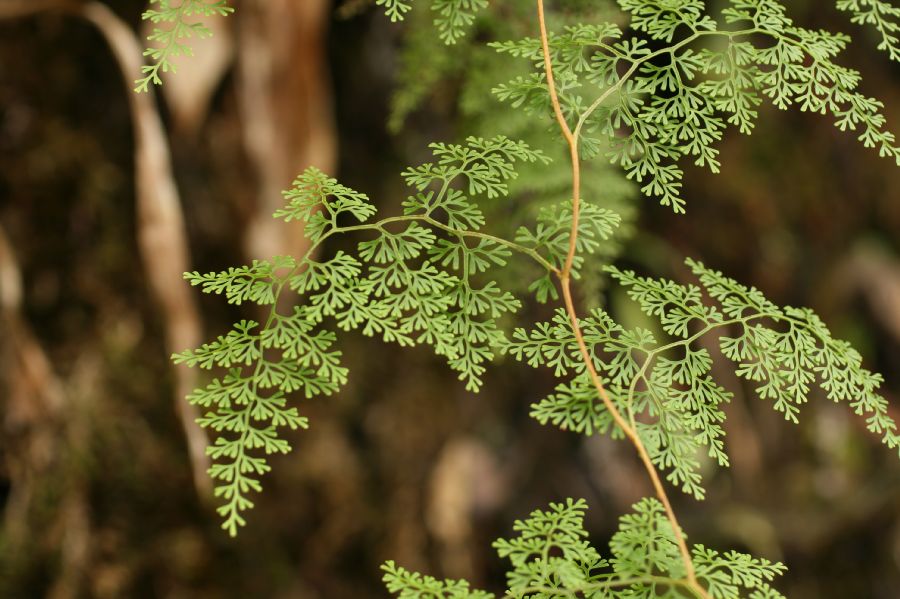 Lindsaeaceae Odontosoria gymnogrammoides