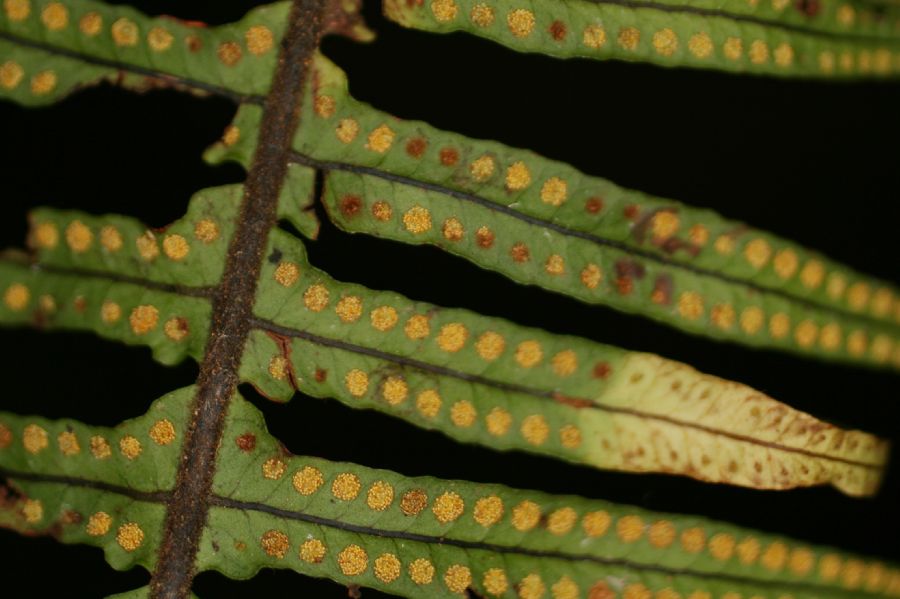 Polypodiaceae Pecluma eurybasis