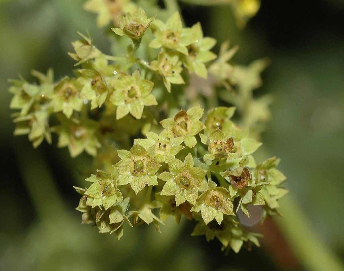 Rosaceae Alchemilla mollis