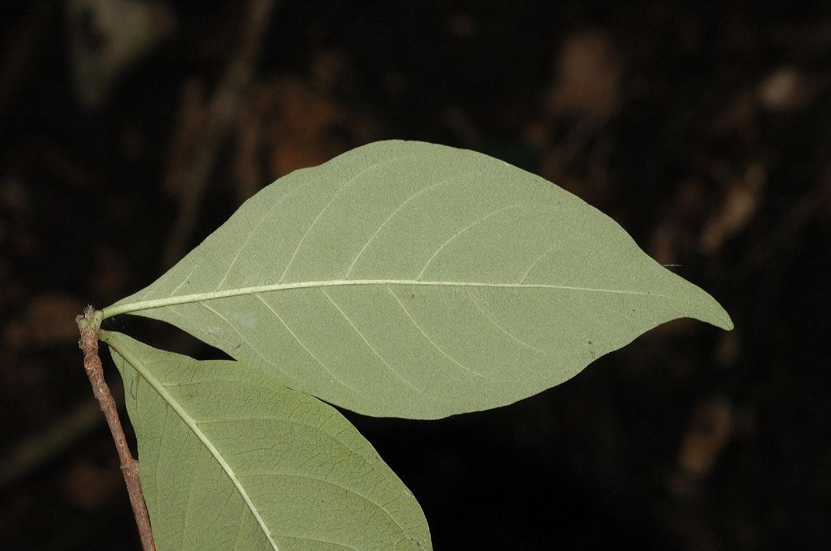 Rubiaceae Calycophyllum candidissimum