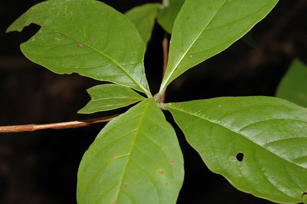 Rubiaceae Calycophyllum candidissimum