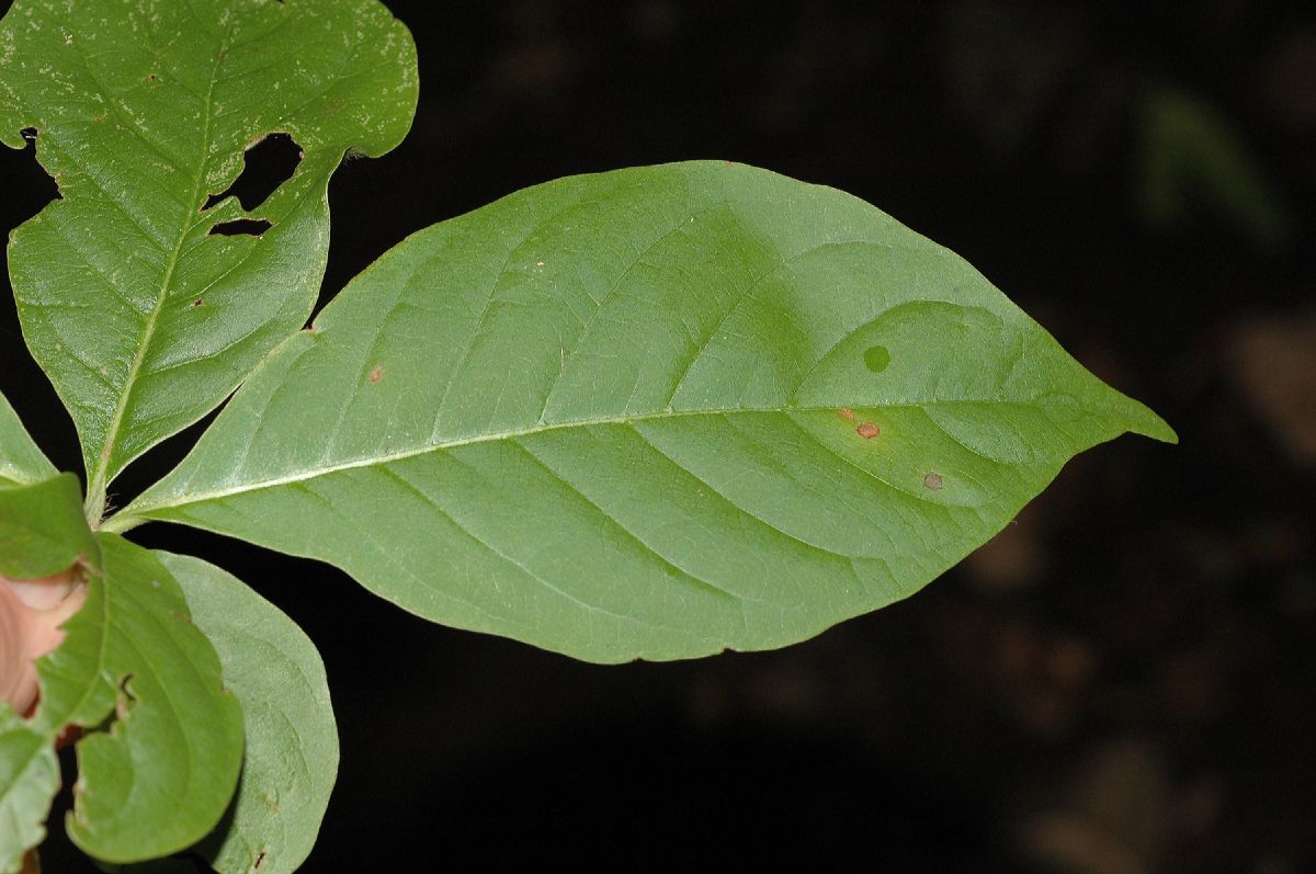 Rubiaceae Calycophyllum candidissimum