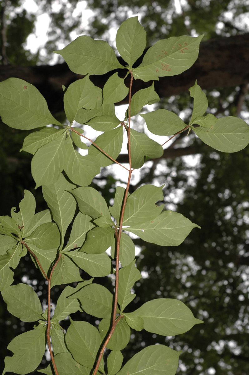 Rubiaceae Calycophyllum candidissimum