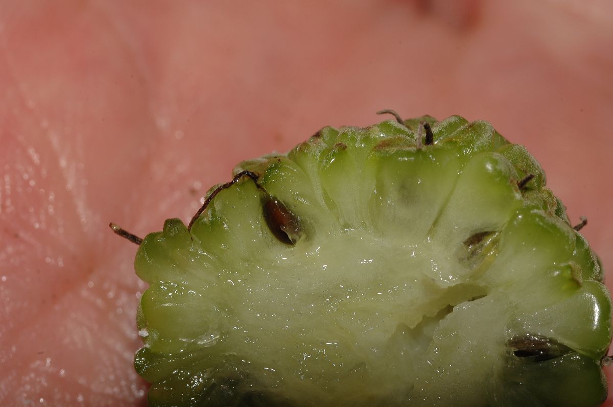 Moraceae Maclura tinctoria