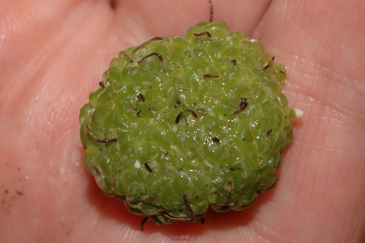 Moraceae Maclura tinctoria