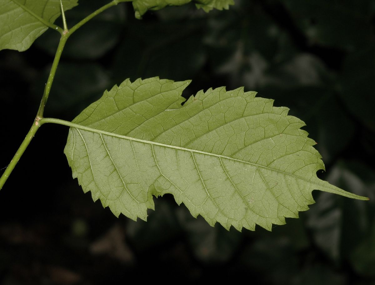 Moraceae Maclura tinctoria