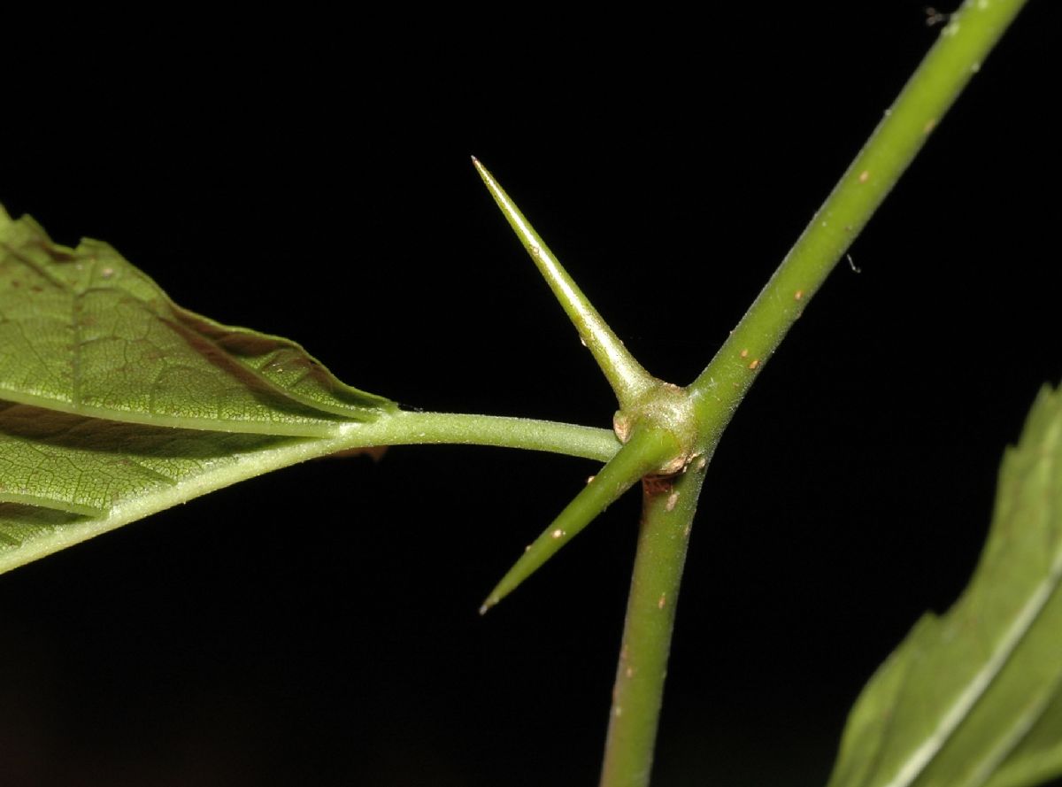 Moraceae Maclura tinctoria