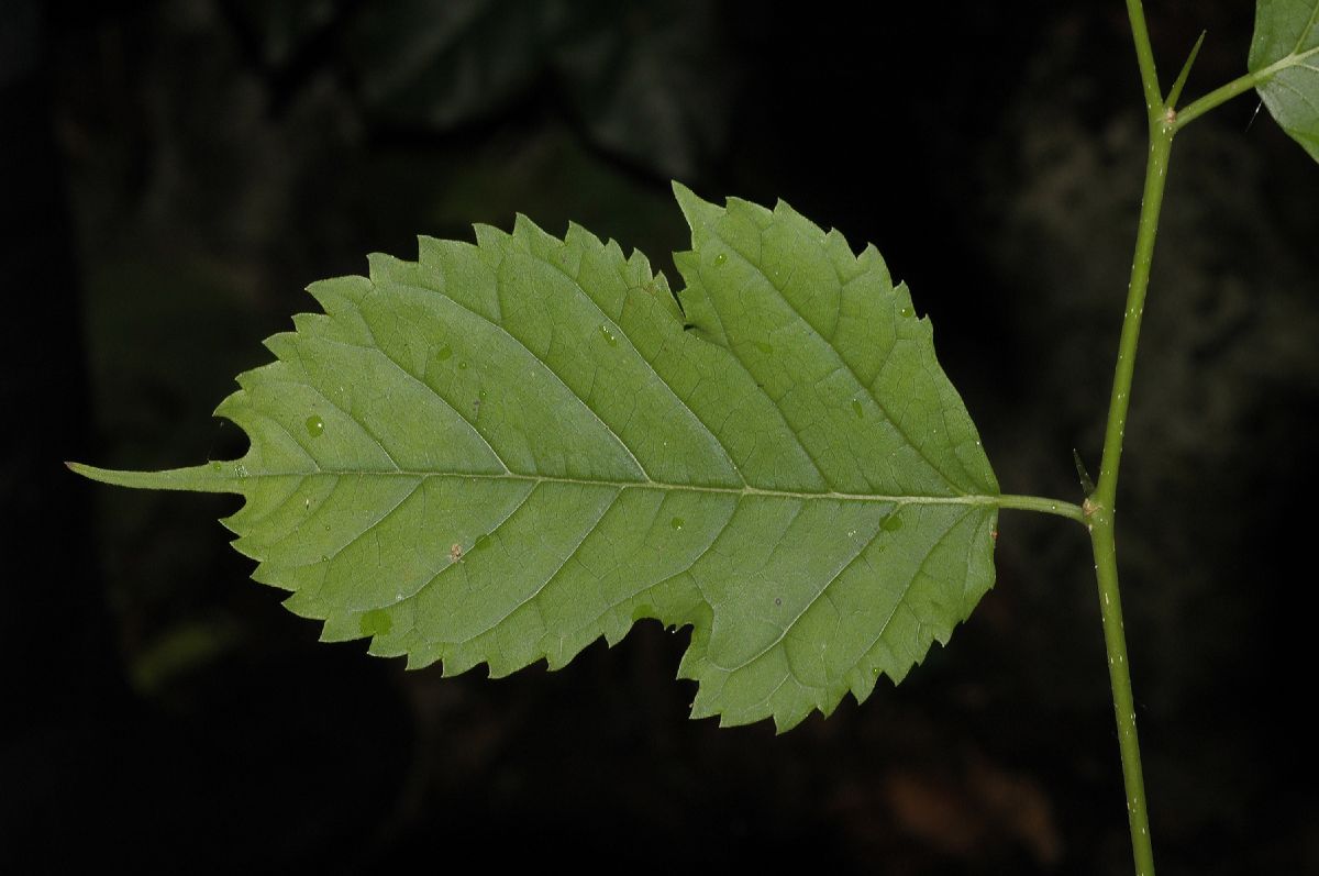 Moraceae Maclura tinctoria