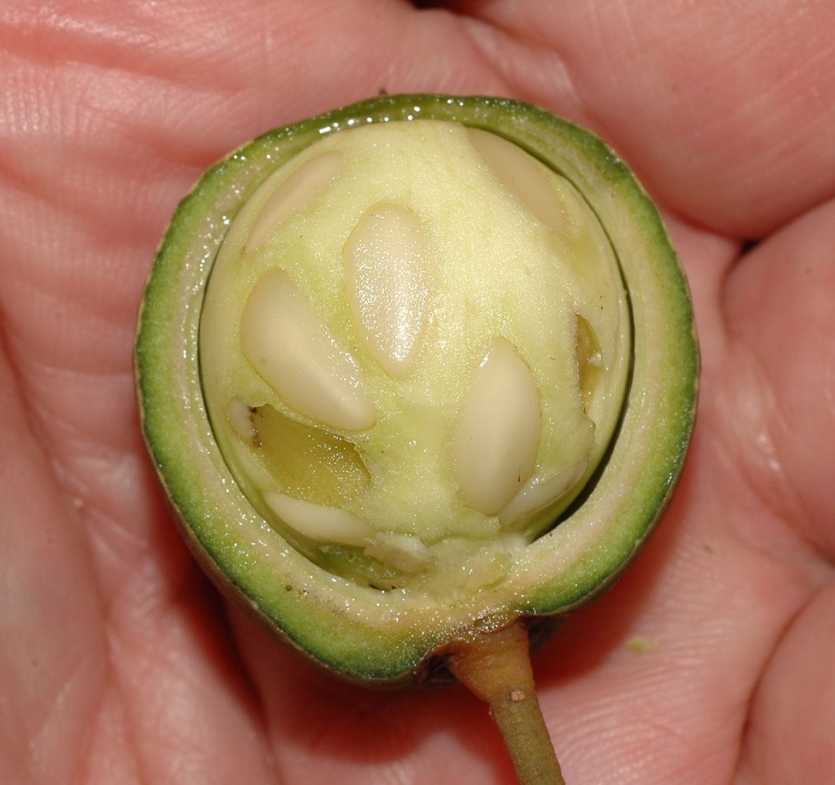 Primulaceae Jacquinia pungens