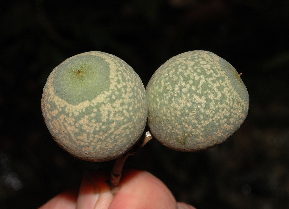 Primulaceae Jacquinia pungens