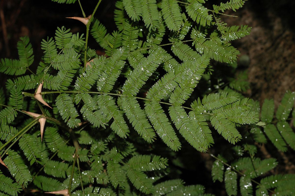 Fabaceae Acacia collinsii