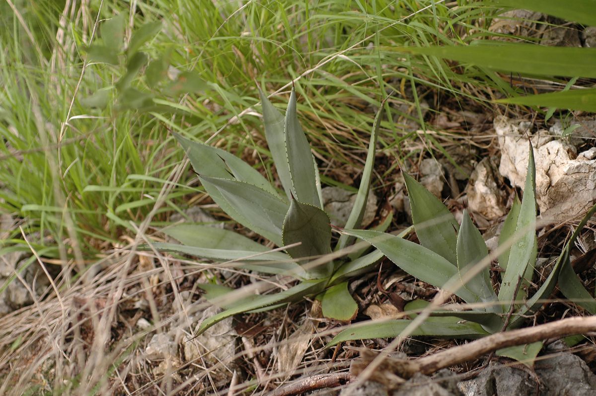 Asparagaceae Agave angustifolia