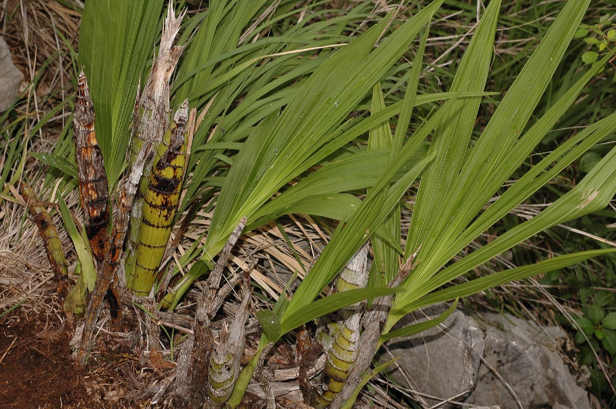 Orchidaceae Cyrtopodium punctatum