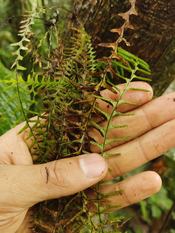 Grammitidaceae Lellingeria major