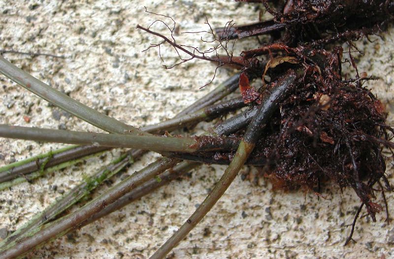 Dryopteridaceae Elaphoglossum latifolium